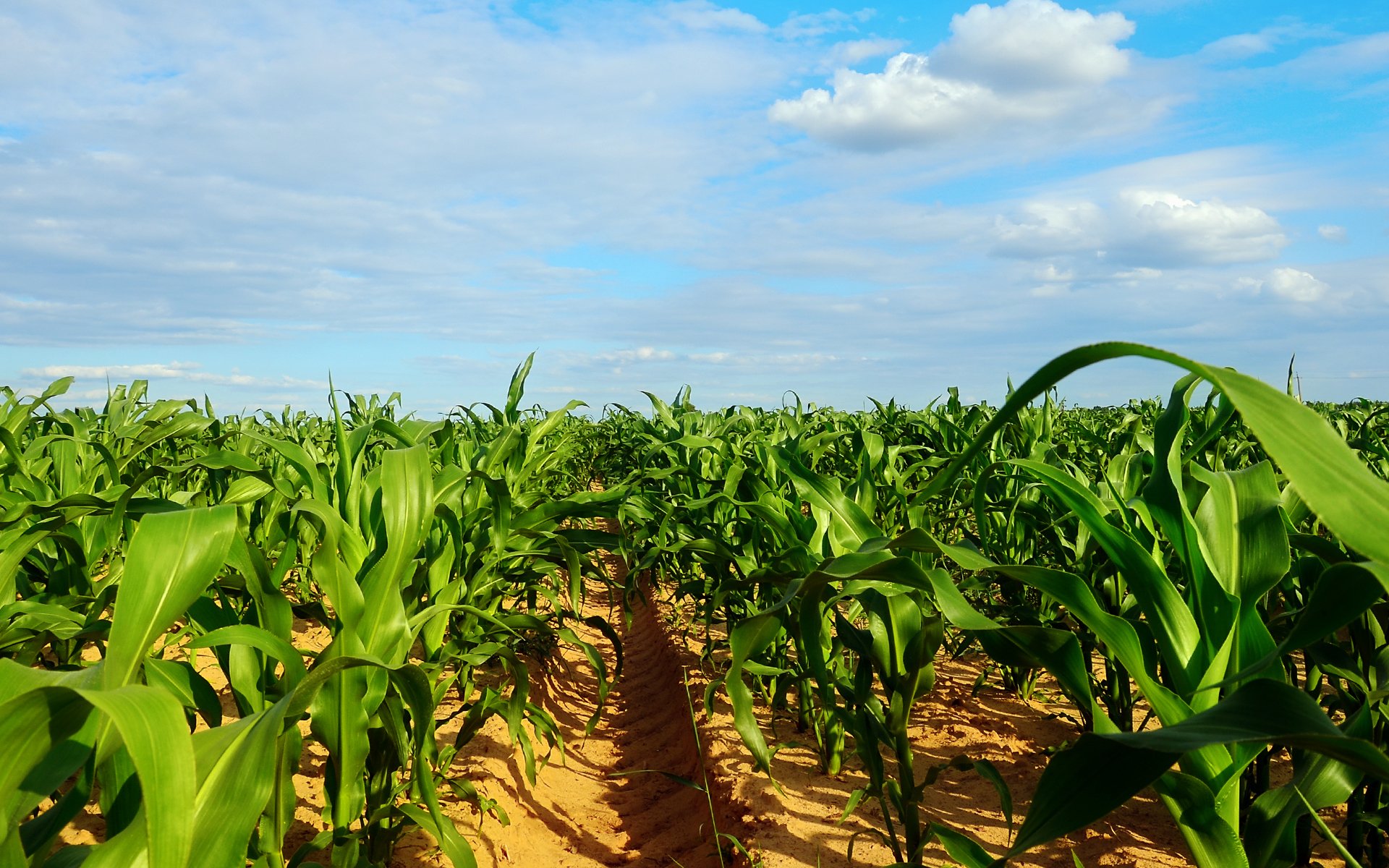 Background1 - Advanced Crop and Nutrition